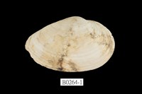 藏品(海螂蛤)的圖片